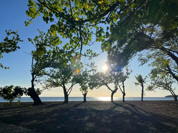 Silhouettes d’arbres sur une plage au soleil levant ou couchant