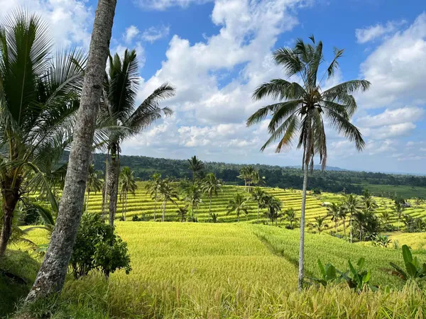 Rizières en terrasses verdoyantes avec des cocotiers sous un ciel bleu à Bali