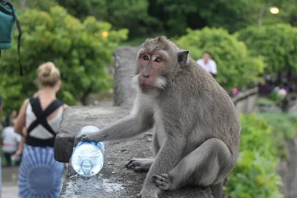 Macaque à longue queue assis sur un muret de pierre dans la forêt de singes