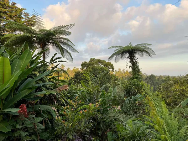 Jungle tropicale dense avec de grandes fougères arborescentes
